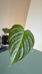 美しいハイブリッド Philodendron Majestic マジェスティック 1