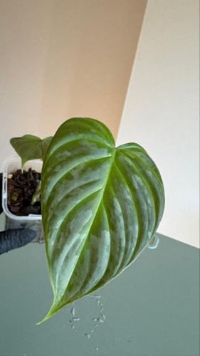 美しいハイブリッド Philodendron Majestic マジェスティックの外観・全体像 画像