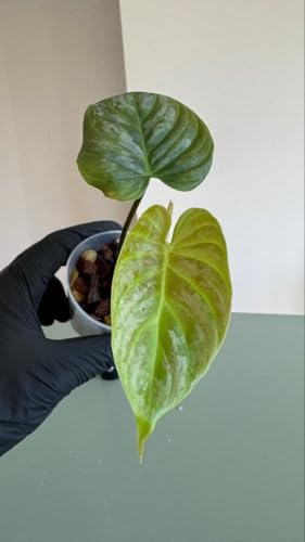 美しいハイブリッド Philodendron Majestic マジェスティックの外観・全体像 画像